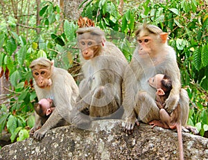 Bonnet Macaque - Indian Monkeys - Family with two Young Kids