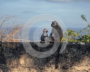 Bonnet macaque with its baby sitting on a wall, looking at the view with the sea in the background
