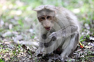 Bonnet Macaque in Kerala