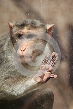 Bonnet macaque (Macaca radiata).