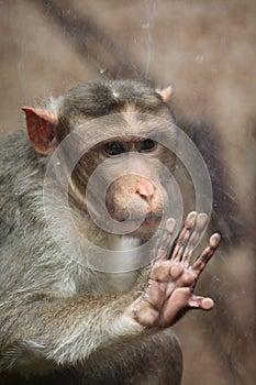 Bonnet macaque (Macaca radiata).