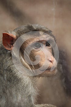 Bonnet macaque (Macaca radiata).