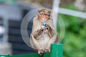 Bonnet macaque Macaca radiata exploring the taste of milk powder