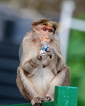 Bonnet macaque Macaca radiata exploring the taste of milk powder