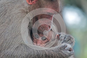 A bonnet macaque macaca radiata mom is caring its baby in bandipur national park in karnataka, india