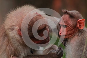 A bonnet macaque macaca radiata mom is caring its baby in bandipur national park in karnataka, india