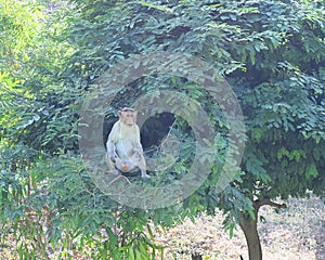 A Bonnet Macaque - Macaca Radiata - sitting on a tree