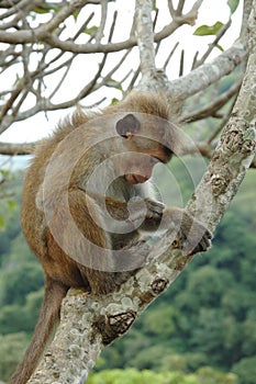 Bonnet Macaque (Macaca radiata) in tropical forest photo