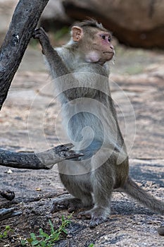 Bonnet macaque or Macaca radiata, or zati, observed in Hampi, India