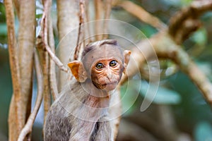 Bonnet Macaque mischieviously watching.