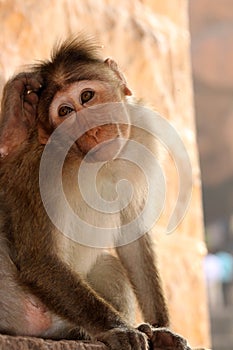 Bonnet Macaque Monkey in Badami Fort