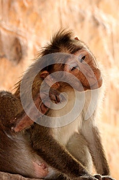 Bonnet Macaque Monkey in Badami Fort