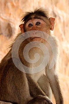 Bonnet Macaque Monkey in Badami Fort