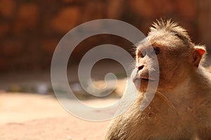 Bonnet Macaque Monkey in Badami Fort