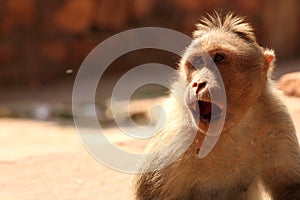 Bonnet Macaque Monkey in Badami Fort