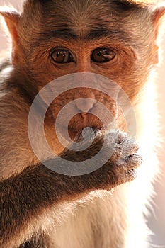 Bonnet Macaque Monkey in Badami Fort