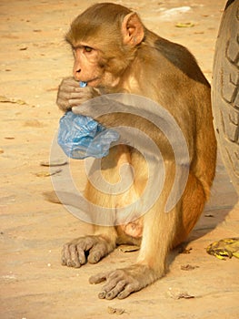 Bonnet Macaque monkey with a plastic bag in mouth