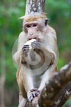 Bonnet macaque monkeys eating