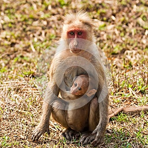 Bonnet Macaque Mother with Baby