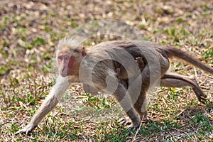 Bonnet Macaque Mother and Baby Running