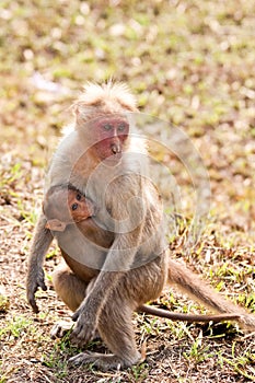 Bonnet Macaque Nursing