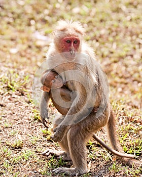 Bonnet Macaque Nursing