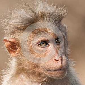 Bonnet Macaque Portrait