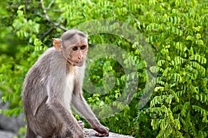 Bonnet Macaque on a Stone