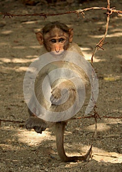 Bonnet Macaque on the wire fence