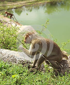 Bonnet Macaques
