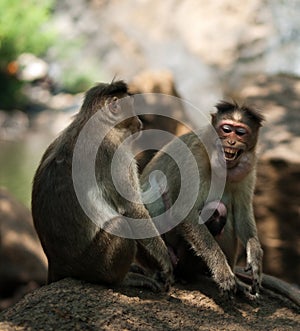 Bonnet Macaques