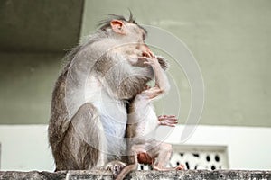 Bonnet macaques mother and baby playing