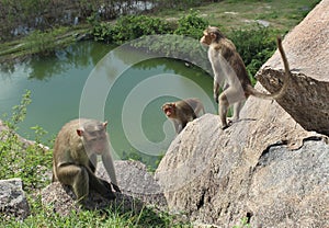 Bonnet Macaques on the rocks photo