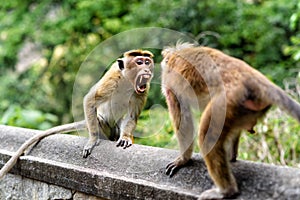 Bonnet monkey