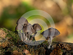 Bonnet Mushrooms in Sussex Woodland