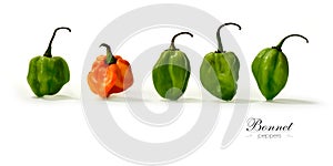 Bonnet Peppers Panorama