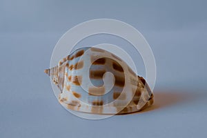 Bonnet Shell. Areola Bonnet