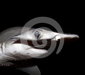 Bonnethead shark