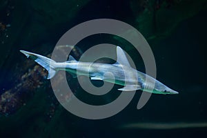 Bonnethead shark Sphyrna tiburo