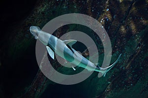 Bonnethead shark Sphyrna tiburo