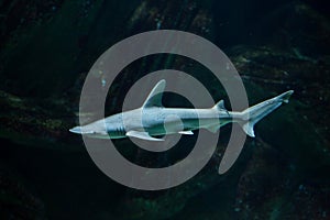 Bonnethead shark Sphyrna tiburo photo