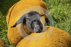 Sheep on the Bonniconlon show in Ireland photo