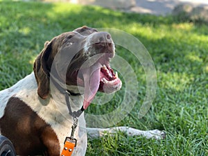 Bonnie the dog relaxing time after a good run