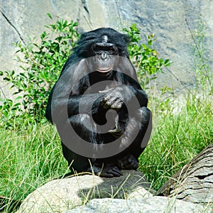 A Bonoba great ape, one of the most peaceful of the ape family