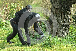 Bonobo photo