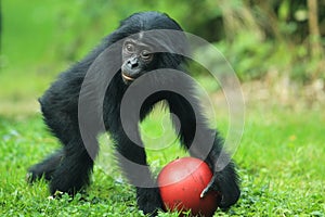 Bonobo photo