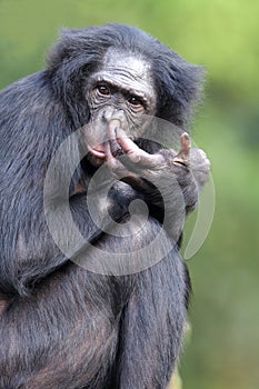 Bonobo photo