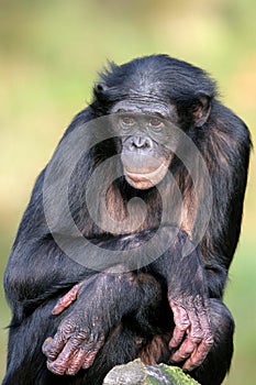 Bonobo