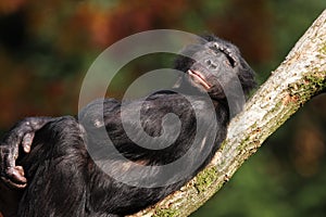 Bonobo photo