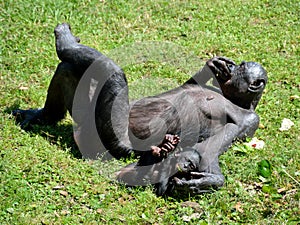 Bonobo ape with baby photo